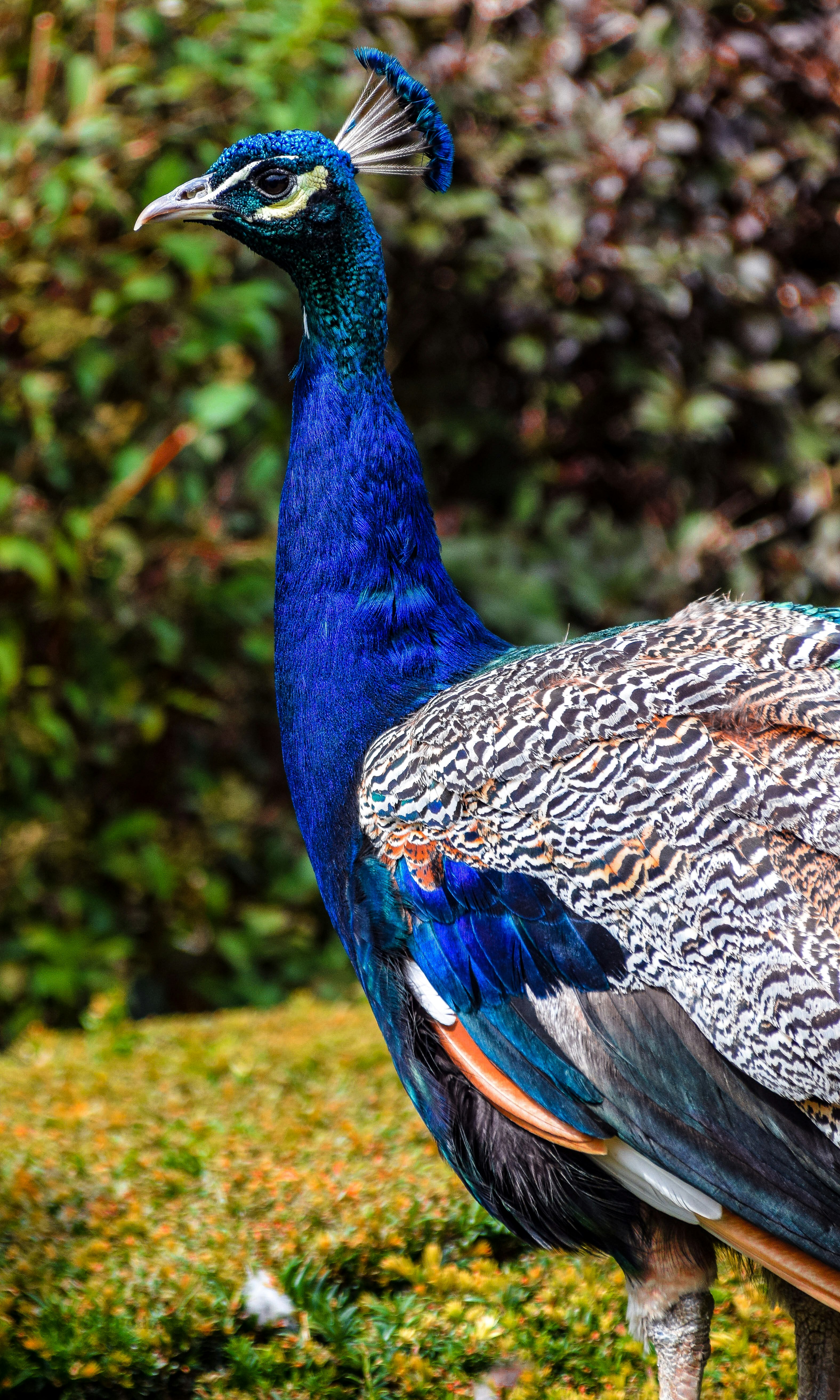 blue peacock on green grass during daytime